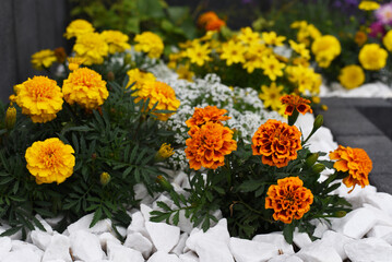 Autumn flowers in a flower bed