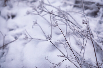 Fototapeta na wymiar Winter atmospheric landscape with frost-covered dry plants during snowfall. Winter Christmas background