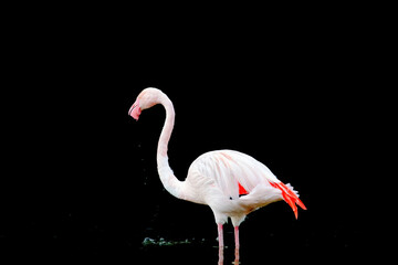 close-up portrait of african flamingo walking around in water - Powered by Adobe