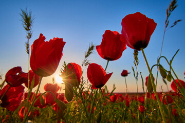 Red poppy field under blue clean sky in spring