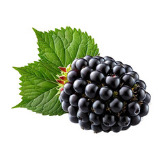 Fresh blackberry fruit. Ripe berry with green leaves isolated. Healthy diet. Vegetarian food.