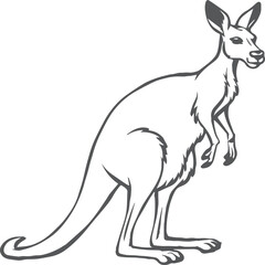 Kangaroo coloring pages. Kangaroo animal outline for coloring book