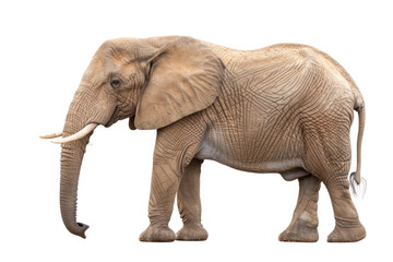 An elephant standing prominently in front of a plain white background, showcasing its size and strength