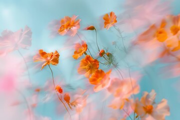 Fototapeta na wymiar Beautiful orange cosmos flowers against a vivid blue sky with a dreamy blurred background