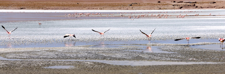 Bolivia, Laguna Kollpa in Avaroa National Park. Flamingos looking for food in the lagoon water. Paja Brawa grasses on the shore of the lagoon.