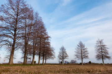 Obraz premium 琵琶湖畔の公園に並ぶ冬のメタセコイア 