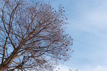琵琶湖畔の公園に並ぶ冬のメタセコイア　