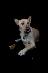 Breedless dog posing in photo studio with black background and tongue out