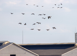 Wild geese overwinter on European agricultural lands and near livestock farms. Bean goose (Anser fabalis), white-fronted goose (Anser albifrons) flocks for feeding and makes regular foraging flights