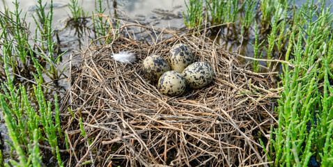 Birds of salty marshes. Helium. Black-winged stilt (Himantopus himantopus) nest between samphire (Salicornia), seapoa (Puccinellia), saltwort (Salsola) in very damp habitat. Steppe Black Sea region