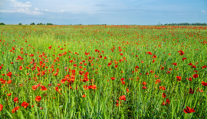 Red field. Vast fields of blooming poppies on the northern coast of the Black Sea, in the spring steppe. Copper rose (Papaver rhoeas)