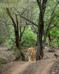 wild female bengal tiger or panthera tigris a showstopper walking head on safari track road in morning territory stroll natural green bacground ranthambore national park forest reserve rajasthan india