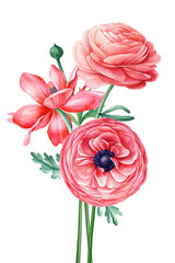 Summer flowers ranunculus Watercolor painting illustration, Hand drawn botanical Wildflower. Bouquet pink garden flowers