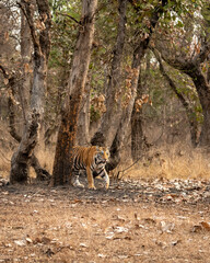 wild male bengal tiger or panthera tigris on territory stroll or walking in summer season morning safari tour in dry forest or jungle at panna national park tiger reserve madhya pradesh india asia