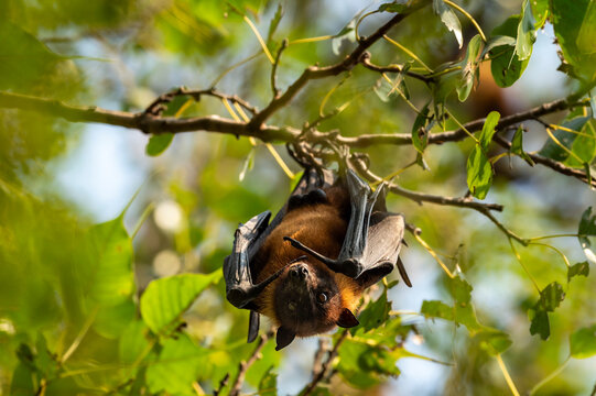 indian flying fox or greater indian fruit bat or Pteropus giganteus face closeup or portrait hanging on tree with wingspan eye contact at ranthambore national park forest tiger reserve rajasthan india