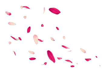 Png pink flower petals background, copy space, ukiyo e floral art