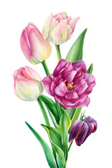 Tulips watercolor bouquet. Garden flowers, leaves. Floral pastel hand drawn isolated on white background, Tulip clipart