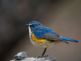 木陰の杭の上に留まっているルリビタキの雄