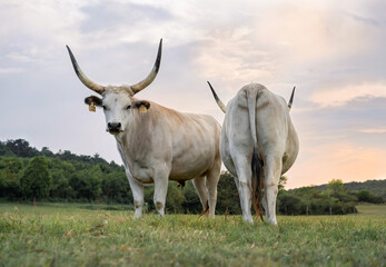 Two traditional hungarian grey cattle (Bos primigenius taurus hungaricus) on the pasture in Hungary.