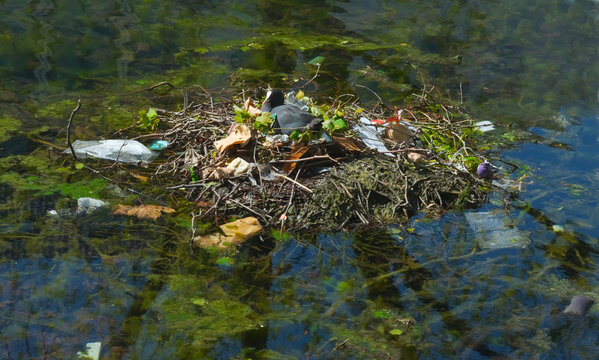 pollution of inland waters with plastic waste and strong algae growth.Coot bird in the nest made of plastics and packaging waste. Environmental conservation concept.