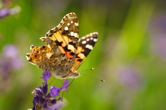 A Painted Lady (Vanessa cardui) butterfly with a damaged wing in a lavender field in the summer. Green background.