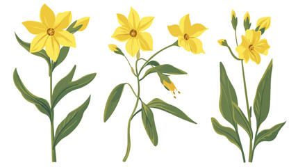 Fototapeta na wymiar Gagea lutea flower. Yellow Star-of-Bethlehem plant