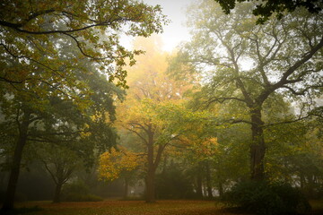 Friesischer Nebel - von strahlenden Sommermorgen bis milchigen Wintertagen - Die Einsamkeit herbstlicher Bäume im Nebel 2