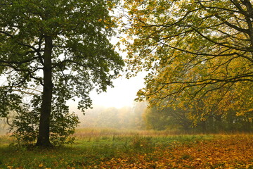 Friesischer Nebel - von strahlenden Sommermorgen bis milchigen Wintertagen - Die Einsamkeit herbstlicher Bäume im Nebel 3