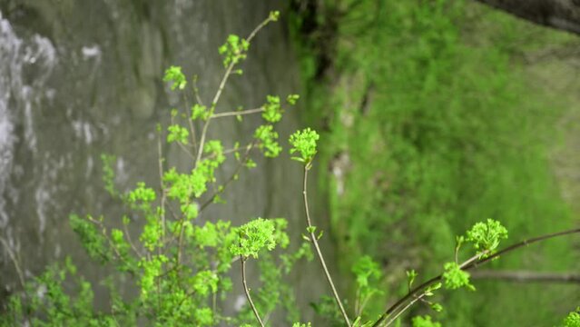 Vivid green leaves grow from a tree in the spring with creek in the background.