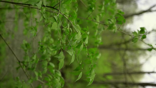 Vivid green leaves blowing in the wind with creek in background. Vertical video.