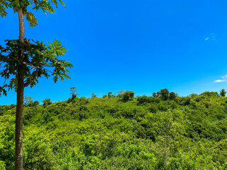 Papaya trees in Greenery garden