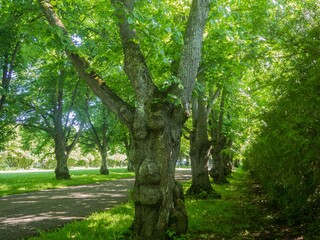 Estonia. Toila Oru Park is one of the pearls of Ida-Viru County. It's a great place to walk around.
