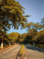 Greenery garden and pathway near the beach.