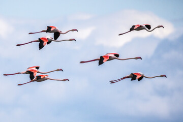 Greater Flamingo in flight over a pond in the south of France