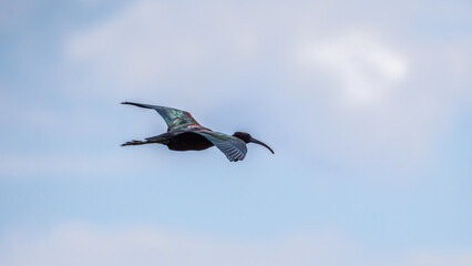 Glossy Ibis flying in the blue spring sky
