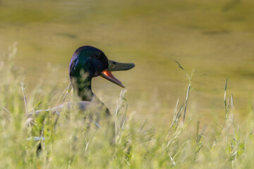 mallard quacking in the morning light