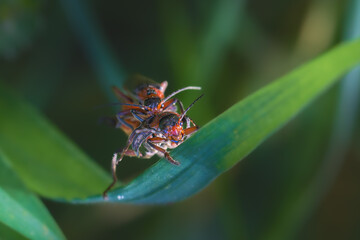 insects in a meadow close-up in the morning light