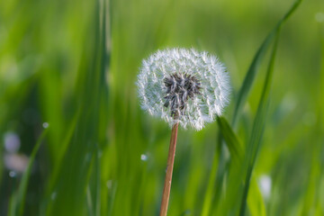 wild flowers in a meadow in the morning light