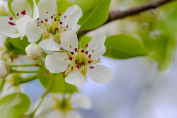 Kwiaty dzikiej gruszy w kwietniowe południe. Wiosną w mieście pięknie zakwitło stare drzewo owocowe rosnące na trawniku. - obrazy, fototapety, plakaty