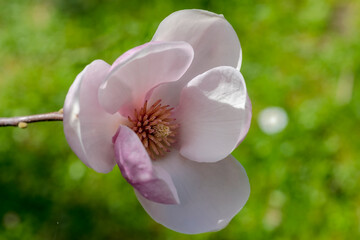 Różowy kwiat magnolii na zielonym tle. Świeżo kwitnący delikatny i piękny kwiat drzewa ozdobnego kwitnącego na kwietniku. - obrazy, fototapety, plakaty