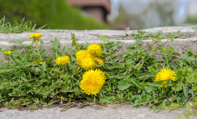Żółte kwiaty mniszka lekarskiego rosnące na stopniu schodów w mieście. Wiosenne kwiaty...