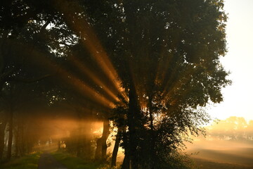 Friesischer Nebel - von strahlenden Sommermorgen bis milchigen Wintertagen - Die Morgensonne strahlt durch den sommerlichen Frühnebel 19