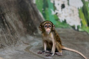 座って見上げるブラッザグェノンの赤ちゃん