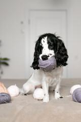 Playful Spaniel Puppy Engrossed in Woolen Ball Adventure on Bed