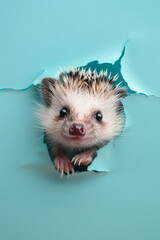 A cute baby hedgehog sticking its head out of a hole