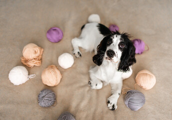 Charming Spaniel Puppy Amused by Woolen Threads on Soft Bed