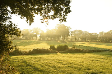 Friesischer Nebel - von strahlenden Sommermorgen bis milchigen Wintertagen - Die Morgensonne...