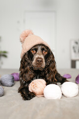 Playful Brown Cocker Spaniel Canine in Knitted Hat with Woolen Balls on Bed