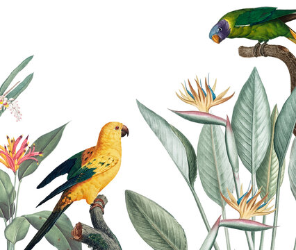 Exotic parrots jungle border png illustration