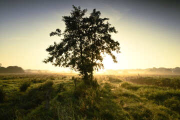 Fototapeta na wymiar Friesischer Nebel - von strahlenden Sommermorgen bis milchigen Wintertagen - Der Baum im Morgenlicht
